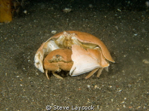 Box crabs at night- Olympus E330 - and twin epoque 230 st... by Steve Laycock 